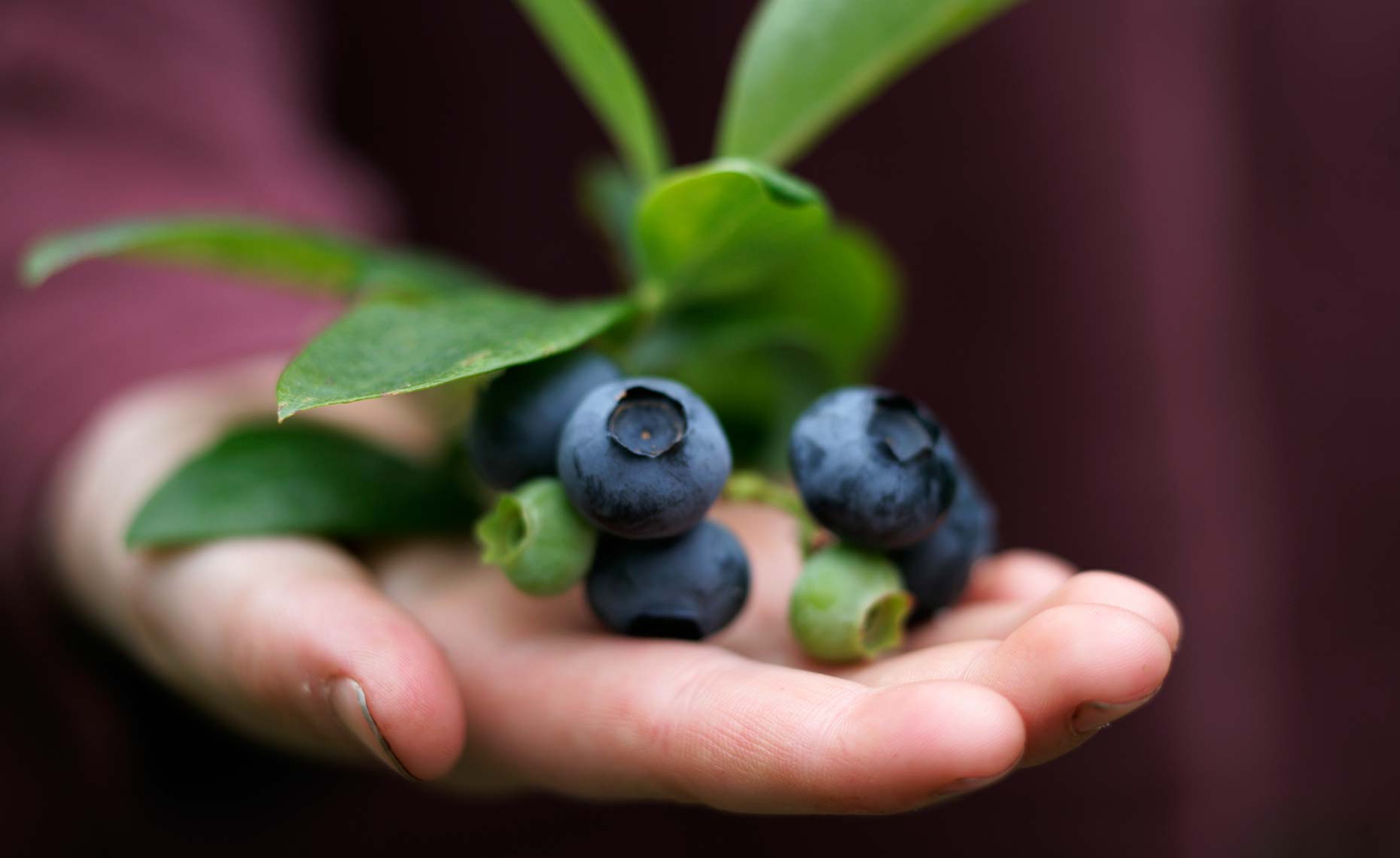 10-16_Nordeck_Hand Blueberries