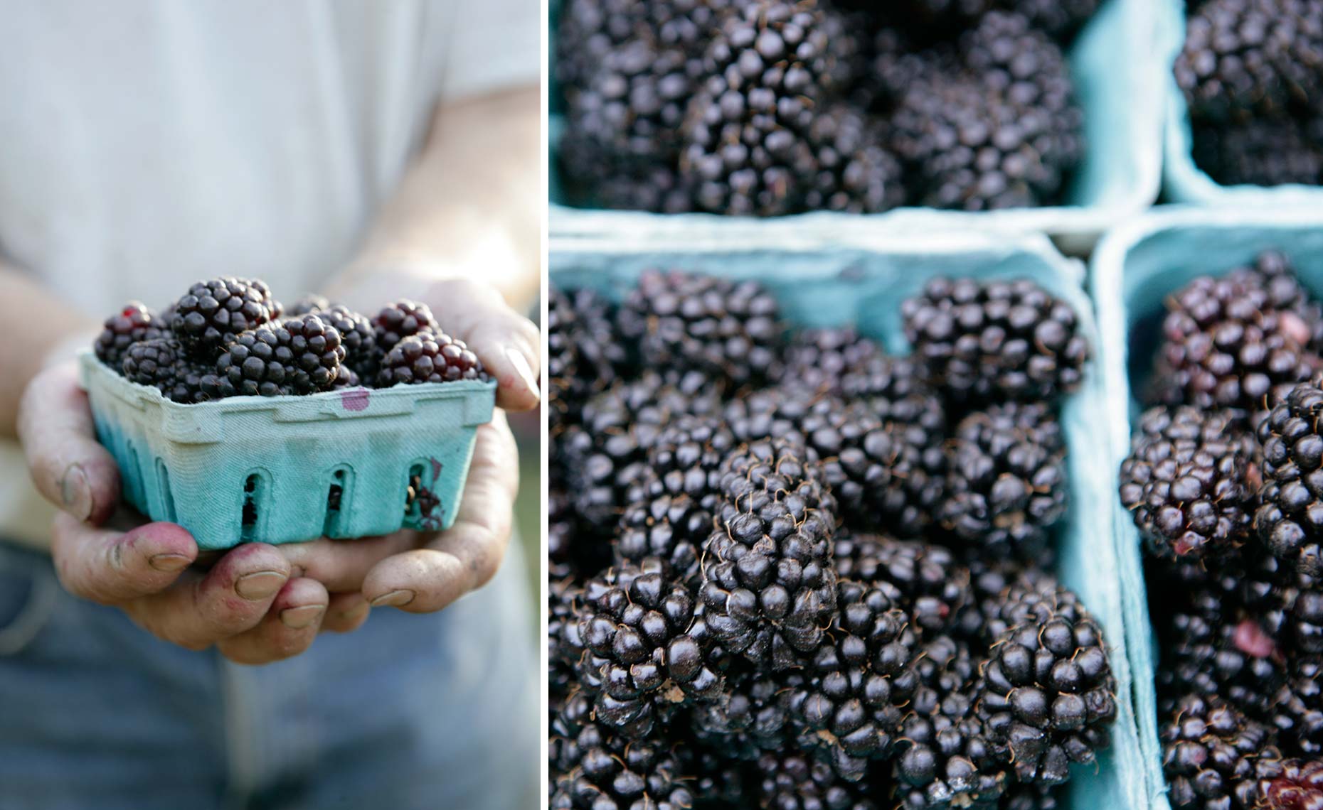 5-Blackberries